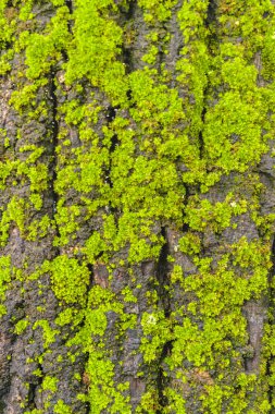 Closeup moos gövde ağacının ayrıntı görünümünü