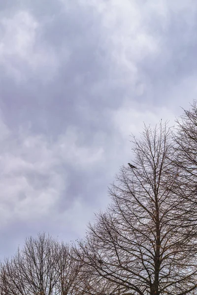 Deja Menos Ramas Árbol Sobre Fondo Del Cielo —  Fotos de Stock