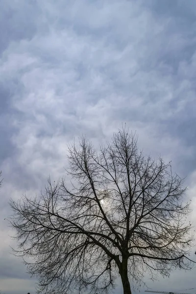 空の背景上の以下の木の枝を残す — ストック写真