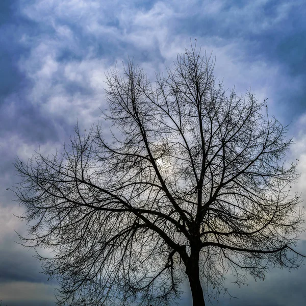 Deixe Menos Ramos Árvore Sobre Fundo Céu — Fotografia de Stock