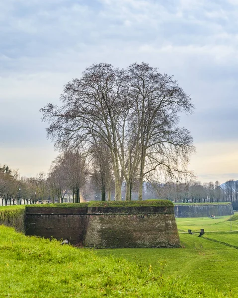 Buitenaanzicht Van Beroemde Middeleeuwse Fort Muur Van Stad Lucca Italië — Stockfoto