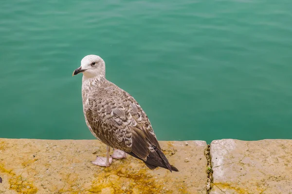 イタリア ヴェネツィア市湖の境界線に灰色の鳥立って — ストック写真