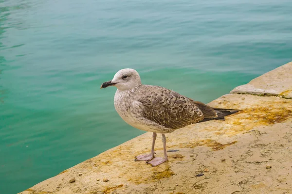 Grauer Vogel Steht Ufer Des Sees Venedig Stadt Italien — Stockfoto