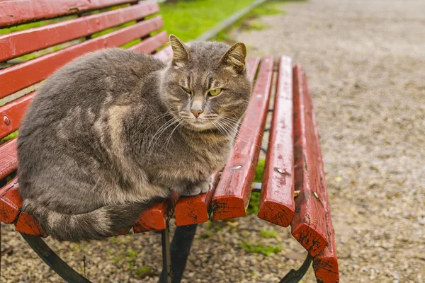 Gato Macho Adulto Grande Sentado Cadeira Parque Veneza Itália — Fotografia de Stock