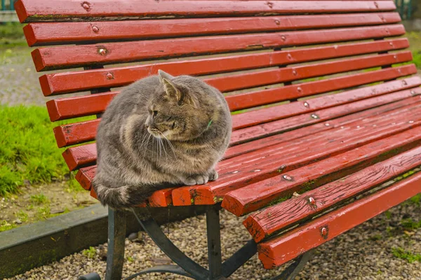 Великий Дорослий Чоловік Кішку Сидячи Park Крісло Венеції Італія — стокове фото