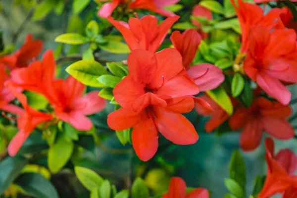 Κόκκινα Λουλούδια Και Πράσινα Φυτά Φόντο — Φωτογραφία Αρχείου