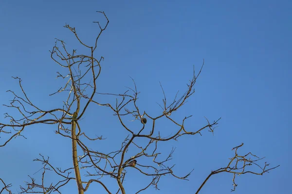 低角度留下较少的树枝和鸟类公开清洁天空背景 — 图库照片
