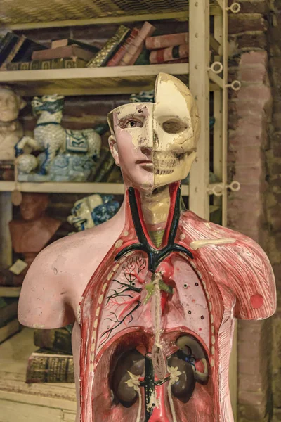 Medicina Modelo Corpo Humano Loja Antiguidades San Telmo Argentina — Fotografia de Stock
