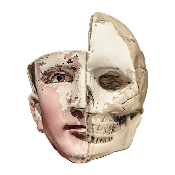 医学人間の頭部モデルは 白い背景で隔離 — ストック写真