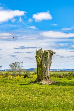 Güneşli bir gün çayır olay yerinde yerli park bölümünde maldonado, Uruguay