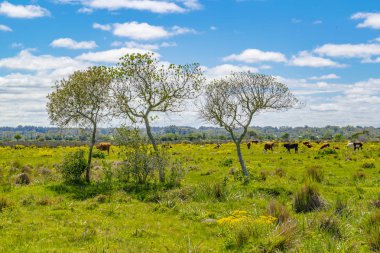 Güneşli bir gün çayır olay yerinde yerli park bölümünde maldonado, Uruguay