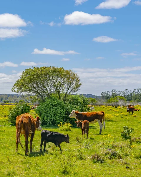 Solrig Dag Eng Scene Indfødte Park Maldonado Afdeling Uruguay - Stock-foto