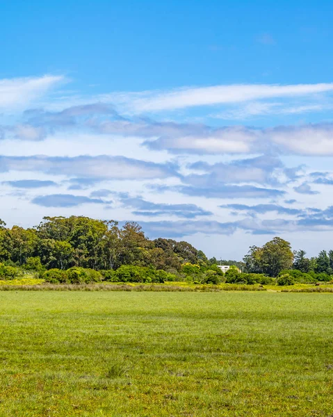 Scène Prairie Ensoleillée Parc Indigène Dans Département Maldonado Uruguay — Photo