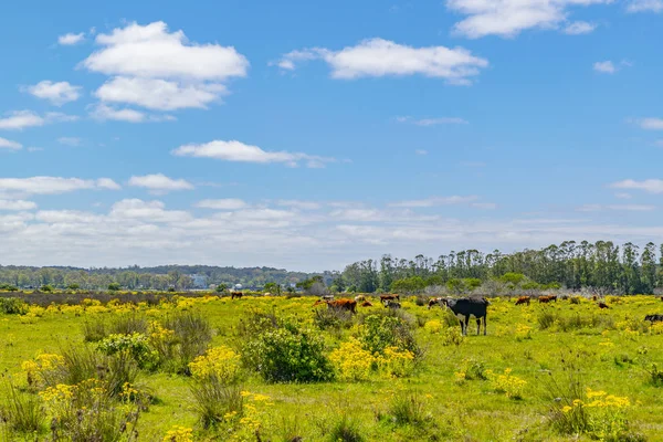 Sonniger Tag Wiesenszene Indigenen Park Departement Maldonado Uruguay — Stockfoto