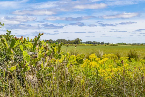 Sunny Day Meadow Scene Indigenous Park Maldonado Department Uruguay — Stock Photo, Image