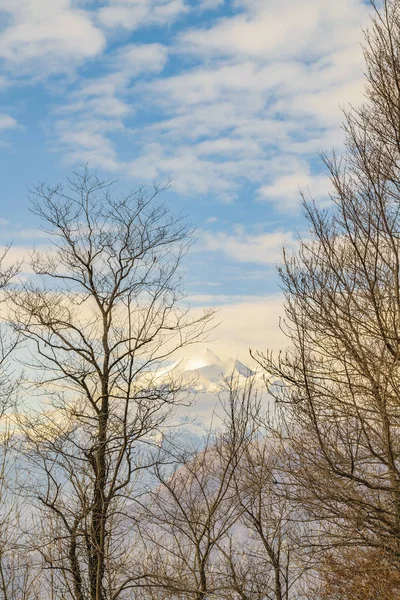 Сухой Лес Серыми Деревьями Апельсиновыми Листьями Районе Питте Италия — стоковое фото