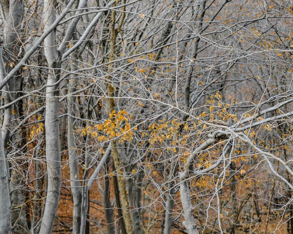 Сухой Лес Серыми Деревьями Апельсиновыми Листьями Районе Питте Италия — стоковое фото