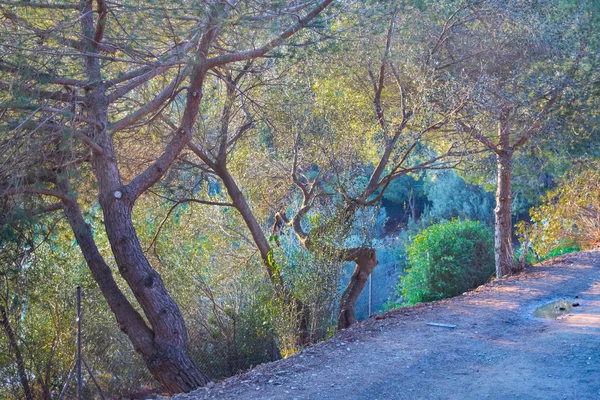 Dirt Road Circondata Alberi Guell Park Barcellona Spagna — Foto Stock