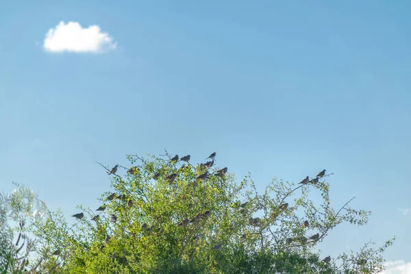 Hosszú Távoli Lövés Madarak Treetop Uruguayi Táj Állandó Csoport — Stock Fotó