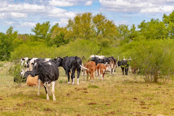 Ομάδα Των Αγελάδων Στο Αγροτικό Περιβάλλον Στο Τμήμα Του Σαν — Φωτογραφία Αρχείου