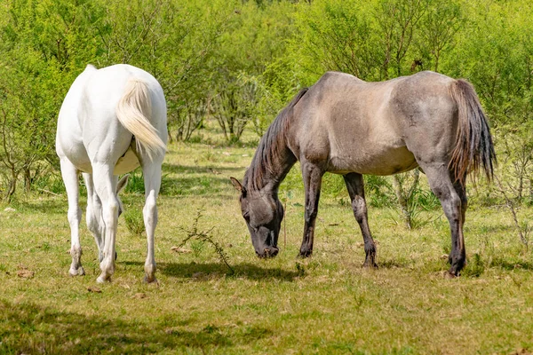 Side View Skud Heste Spiser Græs Uruguayan Landlige Miljø - Stock-foto