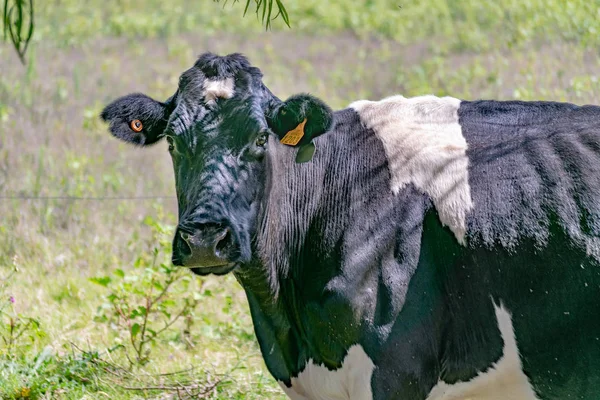Schwarz Weiße Kuh Blickt Direkt Die Kamera Auf Ländliche Umgebung — Stockfoto