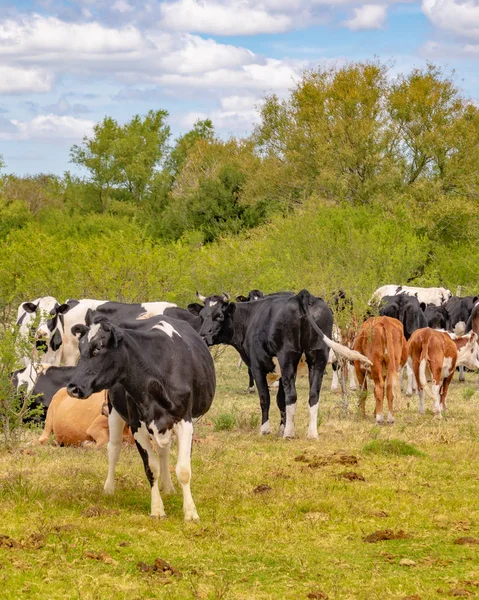 Grupul Vaci Din Mediul Rural Din Departamentul San Jose Uruguay — Fotografie, imagine de stoc