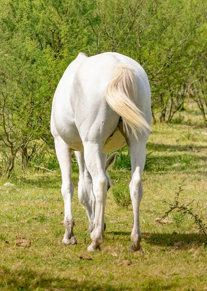 ウルグアイ農村環境で草を食べる白い馬の後ろ姿ショット — ストック写真