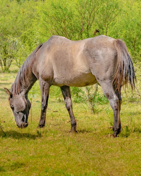 サイドビュー ウルグアイ農村環境で草を食べる茶色の馬を撮影 — ストック写真