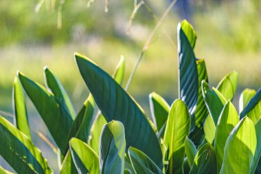Görüntü arka plan üzerinde yeşil büyük bitkilerin görünümü kapatın