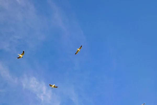 Tre Fåglar Flyger Över Ren Blå Himmel Bakgrund — Stockfoto