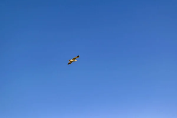 Bílý Pták Letící Nad Čisté Modré Pozadí Oblohy — Stock fotografie
