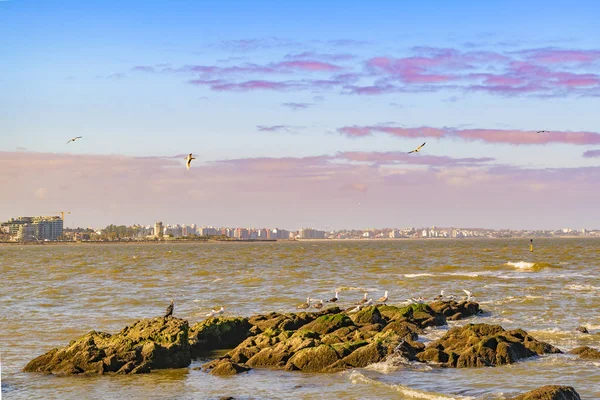 Paisagem Cena Costeira Primavera Cidade Montevideo Capital Uruguai — Fotografia de Stock