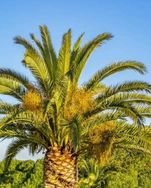 Büyük palmiye ağacı kıyı yaz gün olay yerinde City'deki montevideo, Uruguay