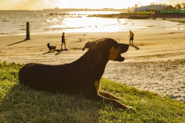 Green Beach 'de yatan köpek, Montevideo, Uruguay