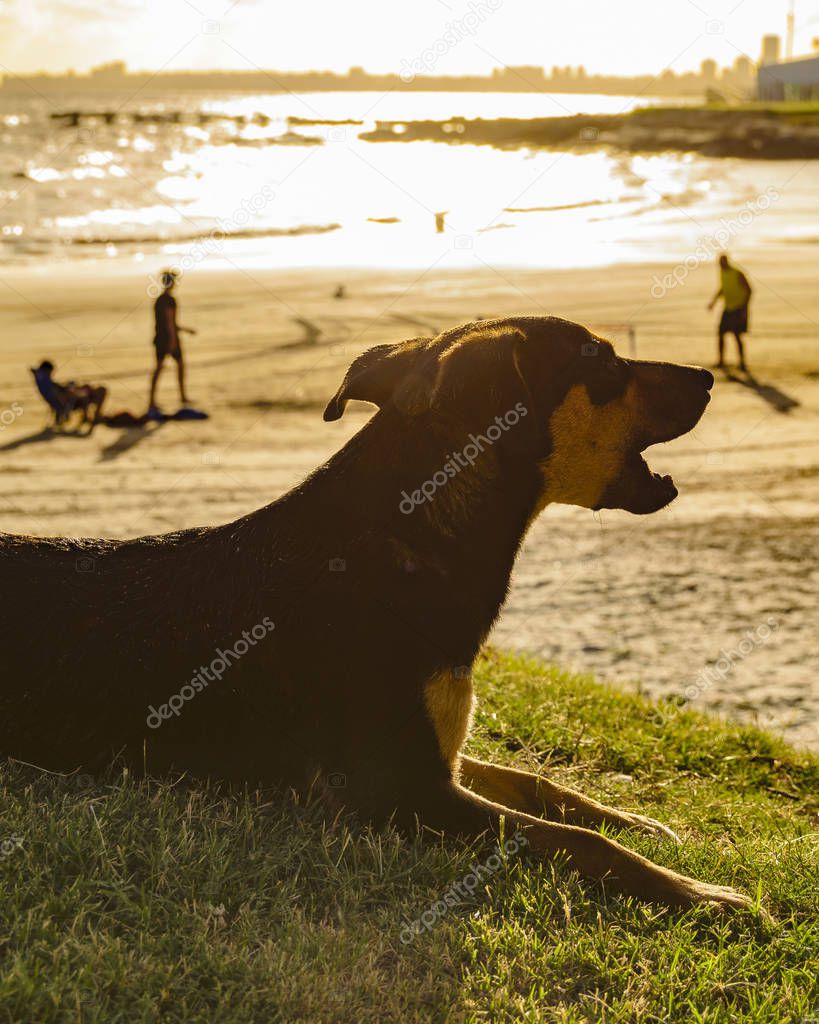 Dog Lying at Green Beach, Montevideo, Uruguay