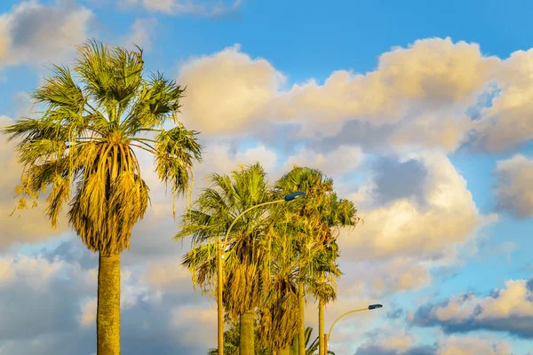 Palmeras y cúmulos nubes — Foto de Stock