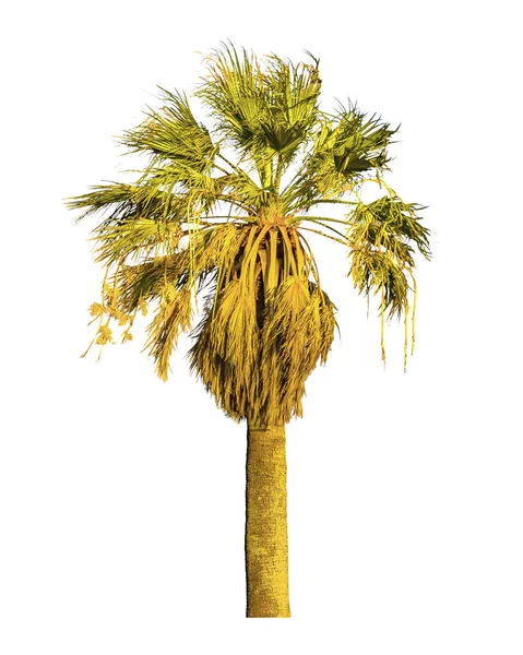 Palm Tree Isolated fénykép — Stock Fotó