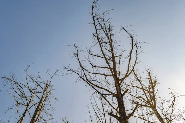 Weniger Bäume hinterlassen — Stockfoto