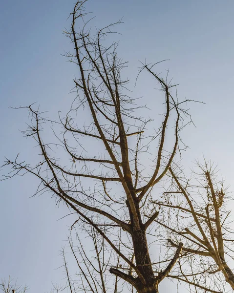 留下更少的树背景 — 图库照片