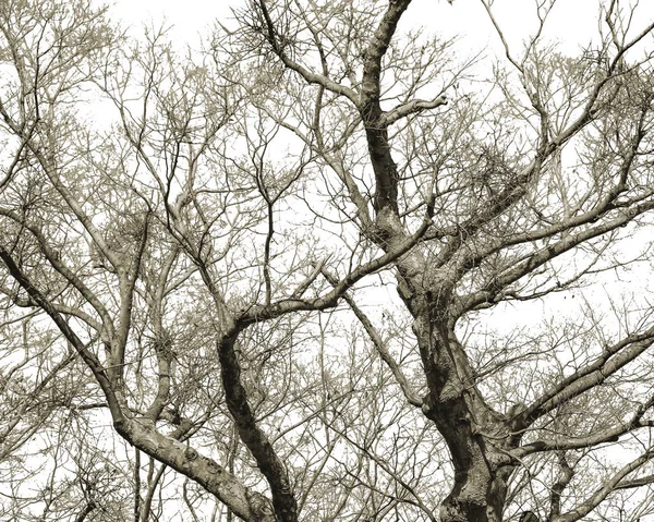 Ramas de árboles Fondo aislado — Foto de Stock