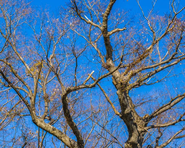 Äste über blauem Himmel — Stockfoto