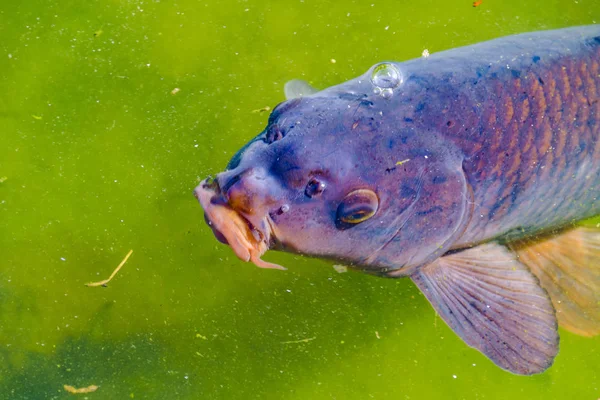 Big Fish at Pond, Matsumoto Castle, Japan — Stock Photo, Image