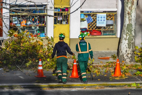 Städtische arbeiter fällen bäume, montevideo, uruguay — Stockfoto