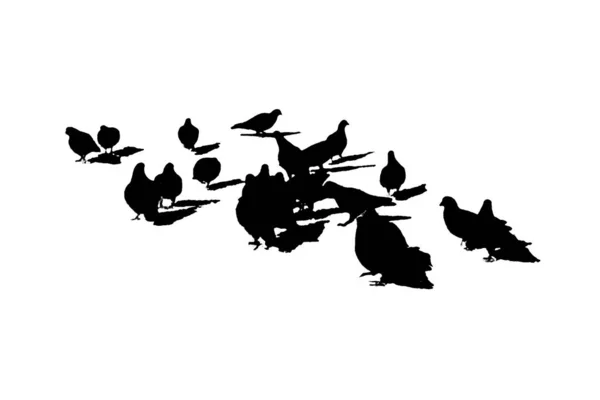 Group of Seagulls Isolated Graphic Silhouette — Stock Photo, Image