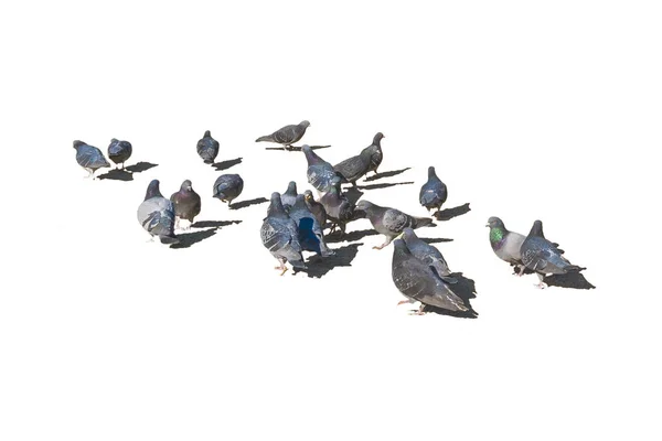 Group of Seagulls Isolated Photo — Stock Photo, Image