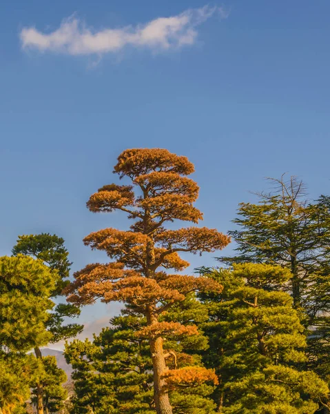 Tall Trees, Nagano Landscape, Japan