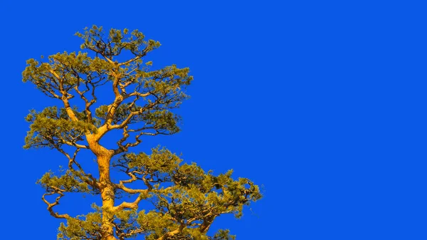 Árboles altos sobre fondo azul cielo — Foto de Stock