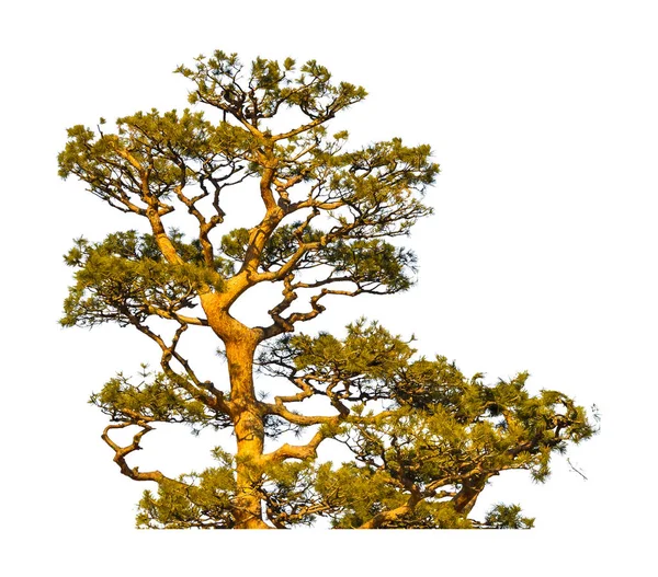 고립 된 키가 큰 나무 사진 — 스톡 사진