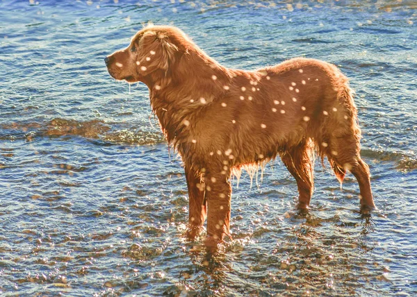 Cão na costa da praia — Fotografia de Stock